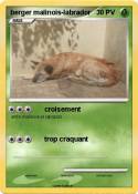 berger malinois