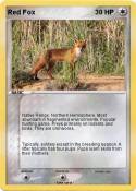 Red Fox