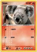 koala
