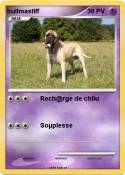bullmastiff