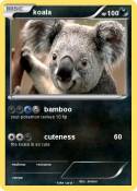 koala