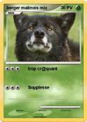 berger malinois
