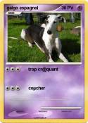 galgo espagnol