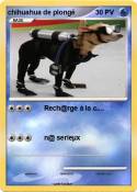 chihuahua de