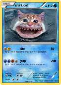 shark cat