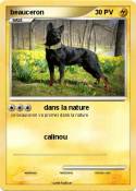 beauceron