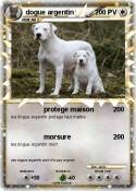 dogue argentin
