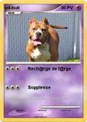 pit-bull