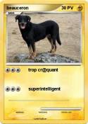 beauceron