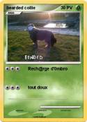 bearded collie
