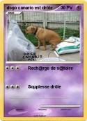 dogo canario