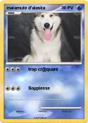 malamute d'alas