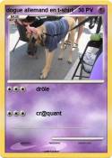 dogue allemand