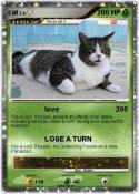 cat