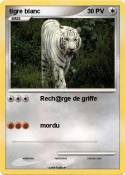 tigre blanc