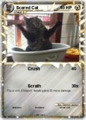 Scared Cat