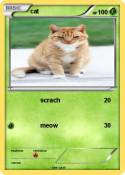 cat