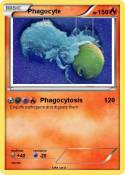 Phagocyte