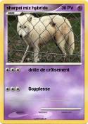 sharpei mix