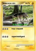 beauceron mix