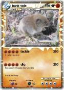 bank vole