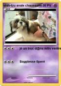 shih-tzu avale