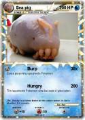 Sea pig