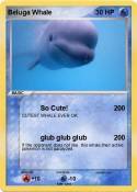 Beluga Whale