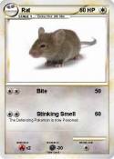 Rat