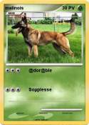 malinois