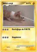 welsh corgi