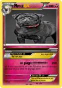 pug