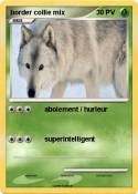 border collie