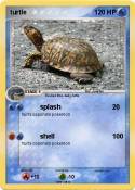 turtle