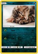 nice cat