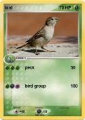 bird