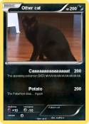 Other cat