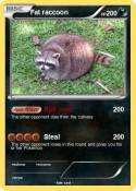 Fat raccoon