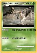 loup d'Inde cro