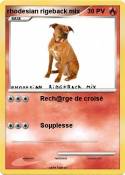 rhodesian rigeb
