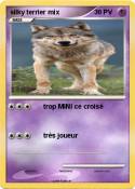 silky terrier