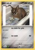 cash cat