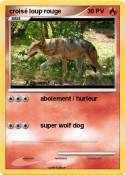croisé loup