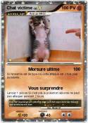Chat victime