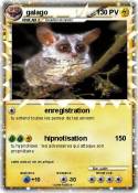 galago