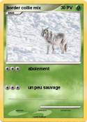 border collie