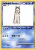 malamute d'alas