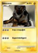 beauceron