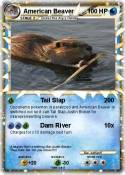 American Beaver