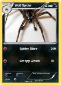 Wolf Spider